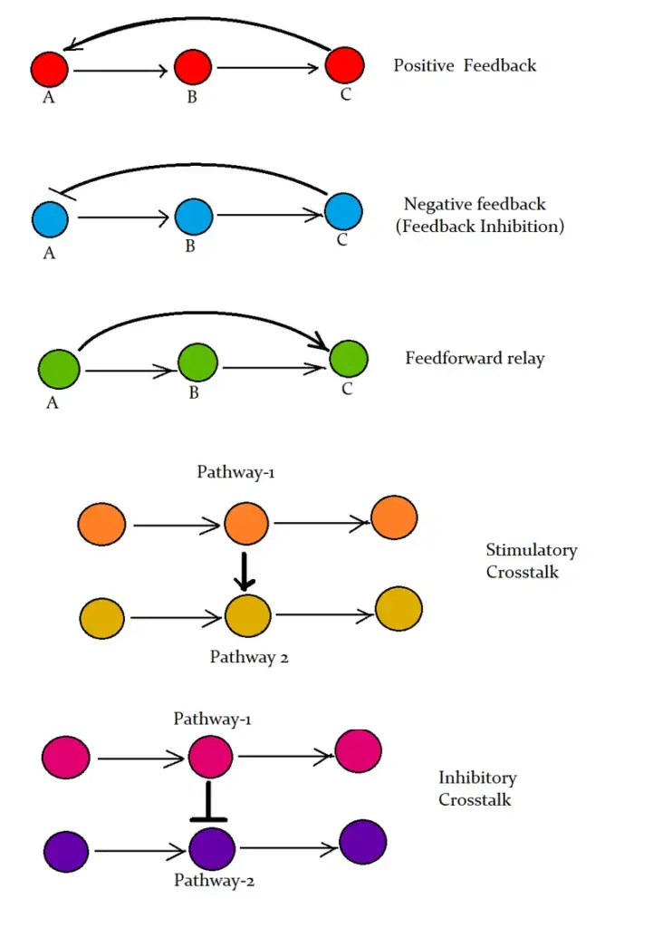 Elements of Signal transduction cascade networking