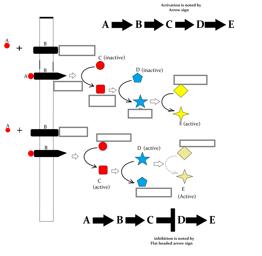 Signal Transduction Pathway Worksheet – How to read signal transduction diagrams, what does normal arrow and flathead arrow means. (Fill the blank Boxes)