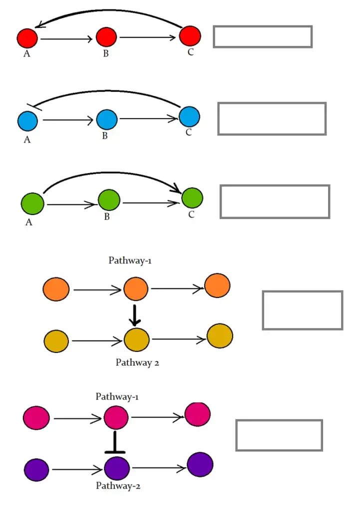 Signal Transduction Pathway Worksheet – Elements of Signal transduction cascade networking (Fill the blank Boxes)
