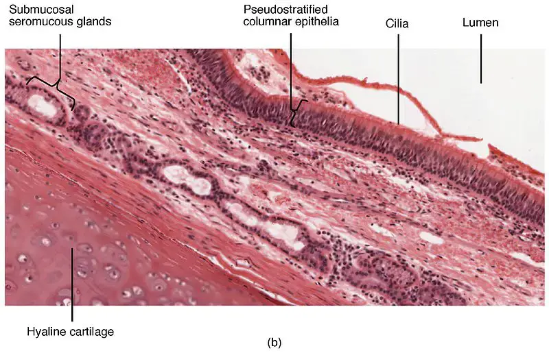 Second cross-section of pseudostratified columnar epithelium