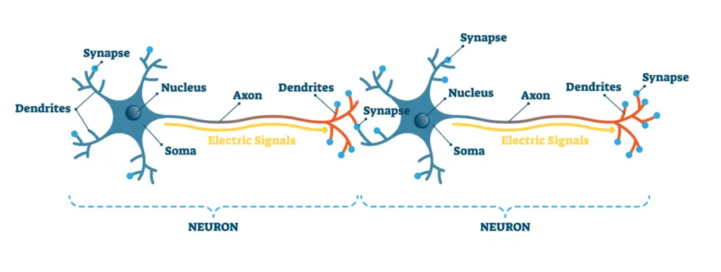 How Do Neurons Work?
