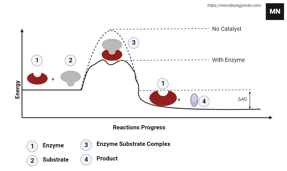 Feedback Inhibition - Definition, Process, Functions, Examples ...