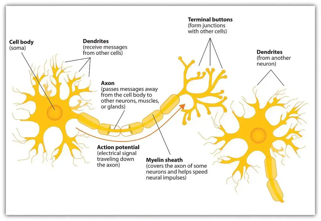 Diagram of the components of a neuron
