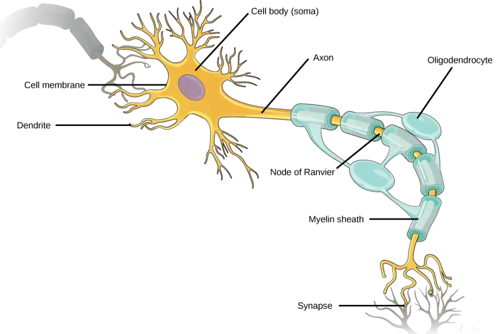 Neuron Structure – Parts of Neuron
