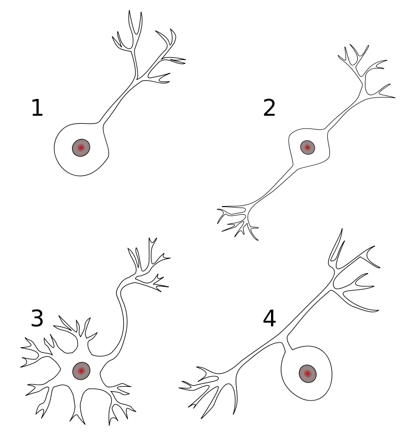 Structural Classification of Neuron: 1 Unipolar neuron 2 Bipolar neuron 3 Multipolar neuron 4 Pseudounipolar neuron
