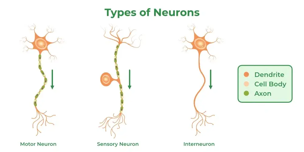 Types of neuron
