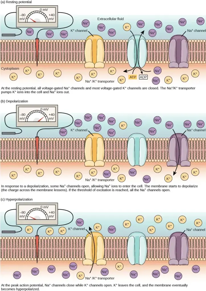 The (a) resting membrane potential is a result of different concentrations of Na+ and K+ ions inside and outside the cell. A nerve impulse causes Na+ to enter the cell, resulting in (b) depolarization. At the peak action potential, K+ channels open and the cell becomes (c) hyperpolarized.