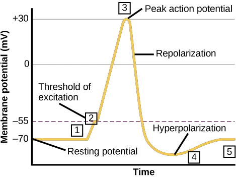 The formation of an action potential can be divided into five steps: (1) A stimulus from a sensory cell or another neuron causes the target cell to depolarize toward the threshold potential. (2) If the threshold of excitation is reached, all Na+ channels open and the membrane depolarizes. (3) At the peak action potential, K+ channels open and K+ begins to leave the cell. At the same time, Na+ channels close. (4) The membrane becomes hyperpolarized as K+ ions continue to leave the cell. The hyperpolarized membrane is in a refractory period and cannot fire. (5) The K+ channels close and the Na+/K+ transporter restores the resting potential. Image credit: OpenStax Biology.
