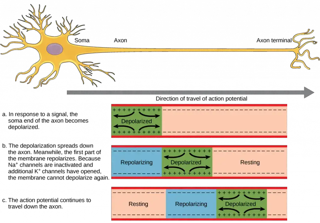 The action potential is conducted down the axon as the axon membrane depolarizes, then repolarizes. Image credit: Openstax Biology.
