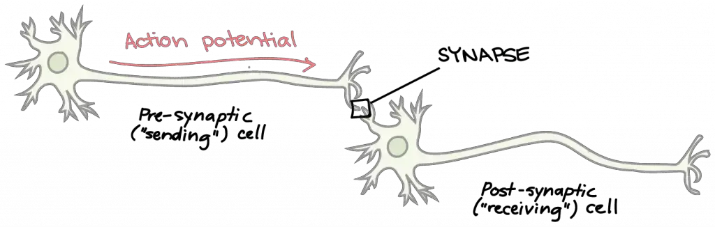 Chemical transmission involves release of chemical messengers known as neurotransmitters. Neurotransmitters carry information from the pre-synaptic (sending) neuron to the post-synaptic (receiving) cell.