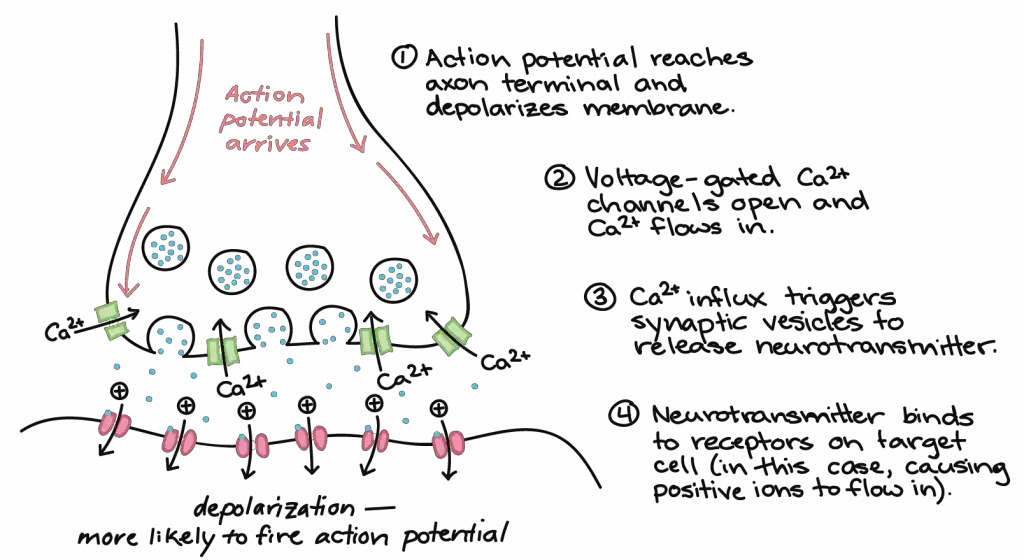 Communication at chemical synapses requires release of neurotransmitters. When the presynaptic membrane is depolarized, voltage-gated Ca2+ channels open and allow Ca2+ to enter the cell. The calcium entry causes synaptic vesicles to fuse with the membrane and release neurotransmitter molecules into the synaptic cleft. The neurotransmitter diffuses across the synaptic cleft and binds to ligand-gated ion channels in the postsynaptic membrane, resulting in a localized depolarization or hyperpolarization of the postsynaptic neuron.