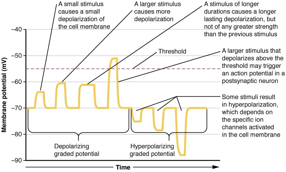 Graded potentials are temporary changes in the membrane voltage, the characteristics of which depend on the size of the stimulus. Some types of stimuli cause depolarization of the membrane, whereas others cause hyperpolarization. It depends on the specific ion channels that are activated in the cell membrane. Image credit: OpenStax Anatomy & Physiology
