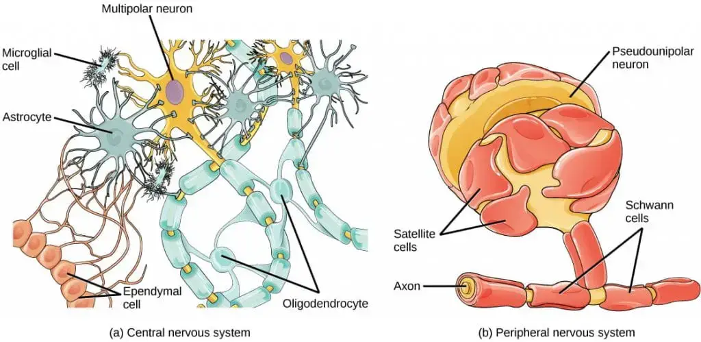 Glial cells support neurons and maintain their environment.
