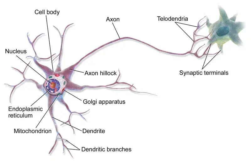 Cells of the Nervous System
