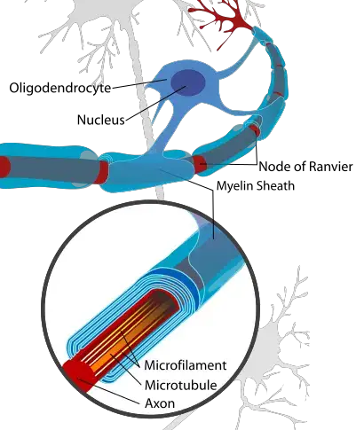 Diagram showing the axon of a neurone in relation to the associated oligodendrocyte and myelin sheath
