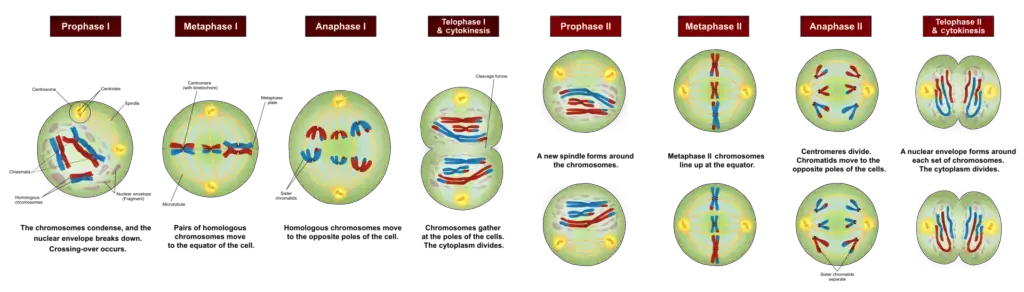 Diagram of the meiotic phases
