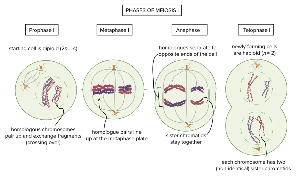 Heterotypic Division or First Meiotic Division 
