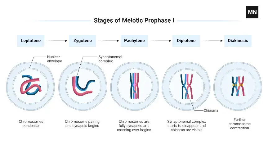 Stages of Meiotic Prophase I
