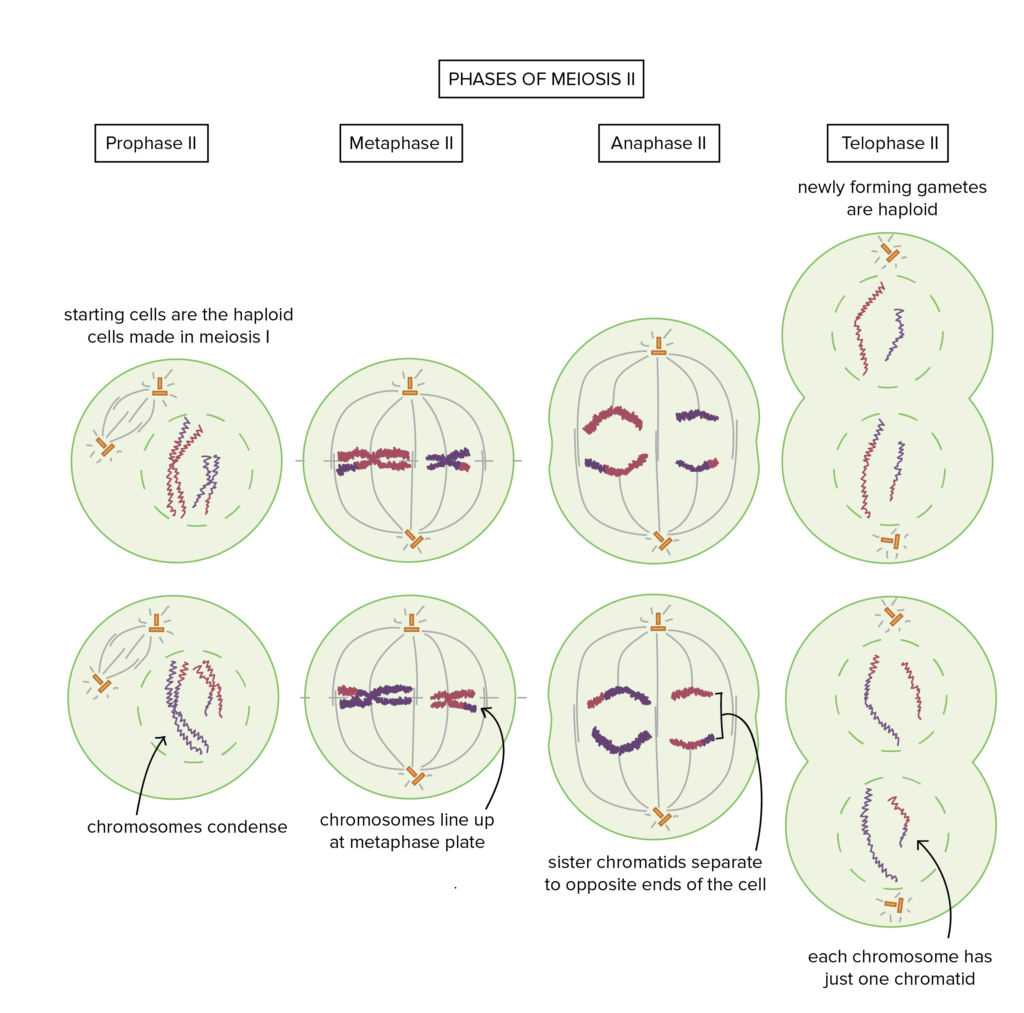 Homotypic or Second Meiotic Division 
