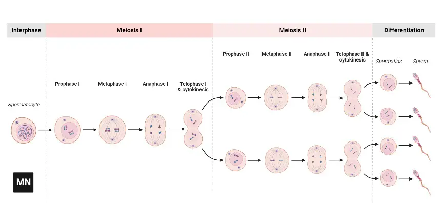 Meiosis – Sperm
