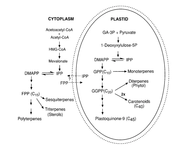 Biosynthesis of Gibberellin