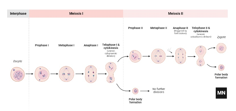 Meiosis – Oocyte
