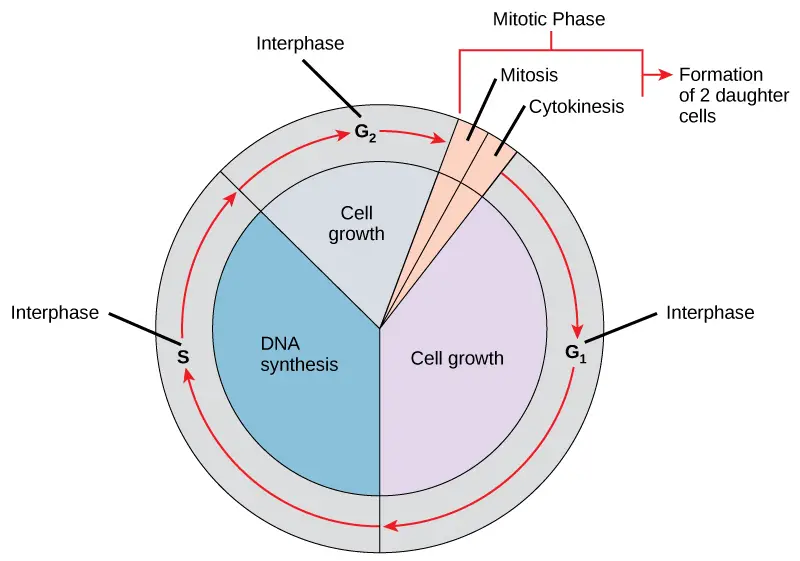 A cell undergoes a sequence of phases in an organised way. The G1 phase of interphase is characterised by cell growth and protein synthesis, the S phase by DNA replication and centrosome replication, and the G2 phase by additional cell growth and protein synthesis. Interphase is followed by the mitotic phase. Nuclear division occurs during mitosis, a process in which duplicated chromosomes are separated and distributed among daughter nuclei. After mitosis, a process known as cytokinesis, in which the cytoplasm is divided and two daughter cells are created, usually occurs, the cell will divide.