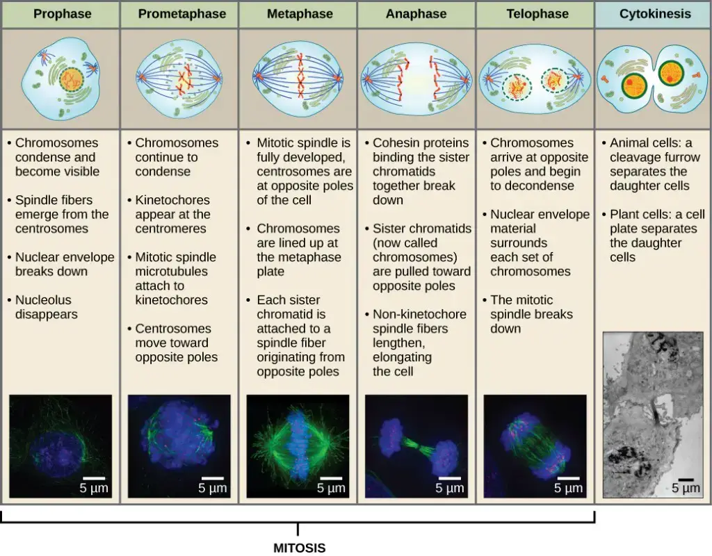 Prophase, prometaphase, metaphase, anaphase, and telophase are the five stages of animal cell mitosis that are depicted here using light microscopy and fluorescence. Cytokinesis typically occurs concurrently with mitosis, as this transmission electron microscope image illustrates.