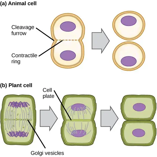 An animal cell’s old metaphase plate develops a cleavage furrow in part (a). A ring of actin fibres that is contracting immediately inside the membrane pulls the plasma membrane in. The cells are split in half as the cleavage furrow deepens. A plant cell’s old metaphase plate is where Golgi vesicles congregate in part (b). Vesicles combine to create the cell plate. From the centre outward toward the cell walls, the cell plate expands. The contents of the vesicle are used to create new cell walls. 