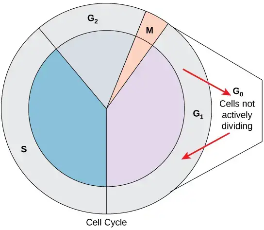 Cells that are not actively dividing reach a different phase known as G0. This state may occasionally only last until G1 is triggered. In other circumstances, the cell will stay in G0 indefinitely. 