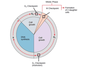 Cell Cycle - Definition, Phases, Checkpoints, Regulation
