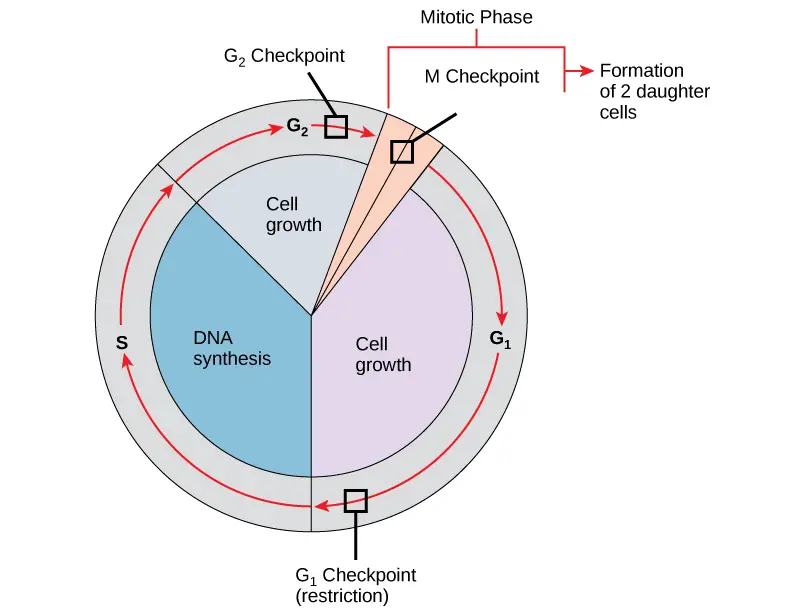 Three checkpoints regulate the cell cycle. The DNA integrity is evaluated at the G1 checkpoint. At the G2 checkpoint, proper chromosomal duplication is evaluated. At the M checkpoint, each kinetochore’s attachment to a spindle fibre is evaluated.