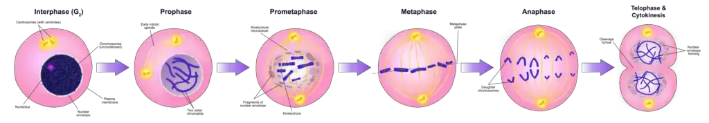 Diagram of the mitotic phases