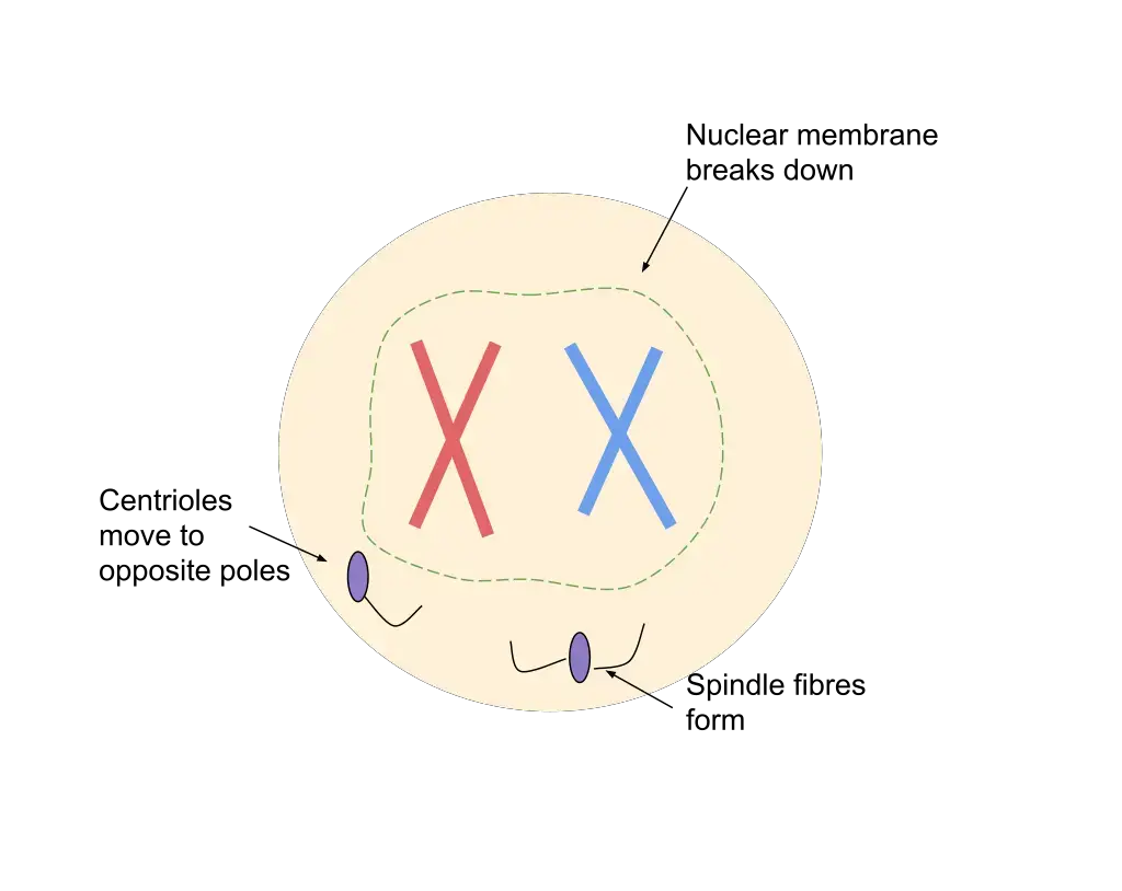 Prophase during mitosis
