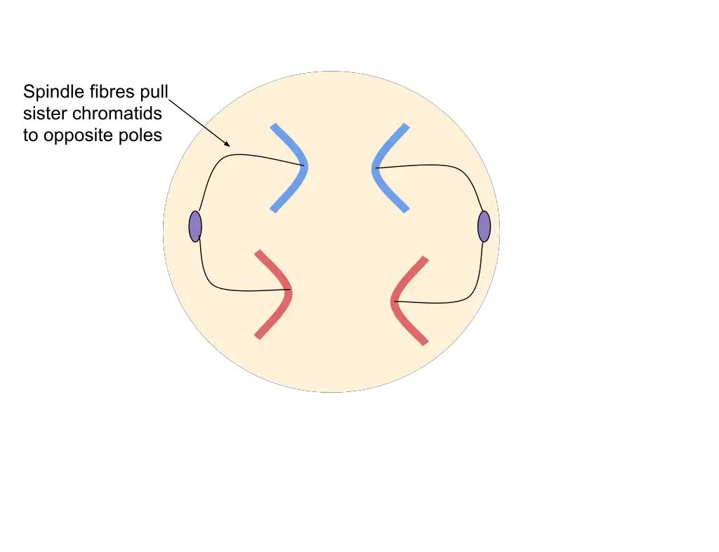 Anaphase during Mitosis
