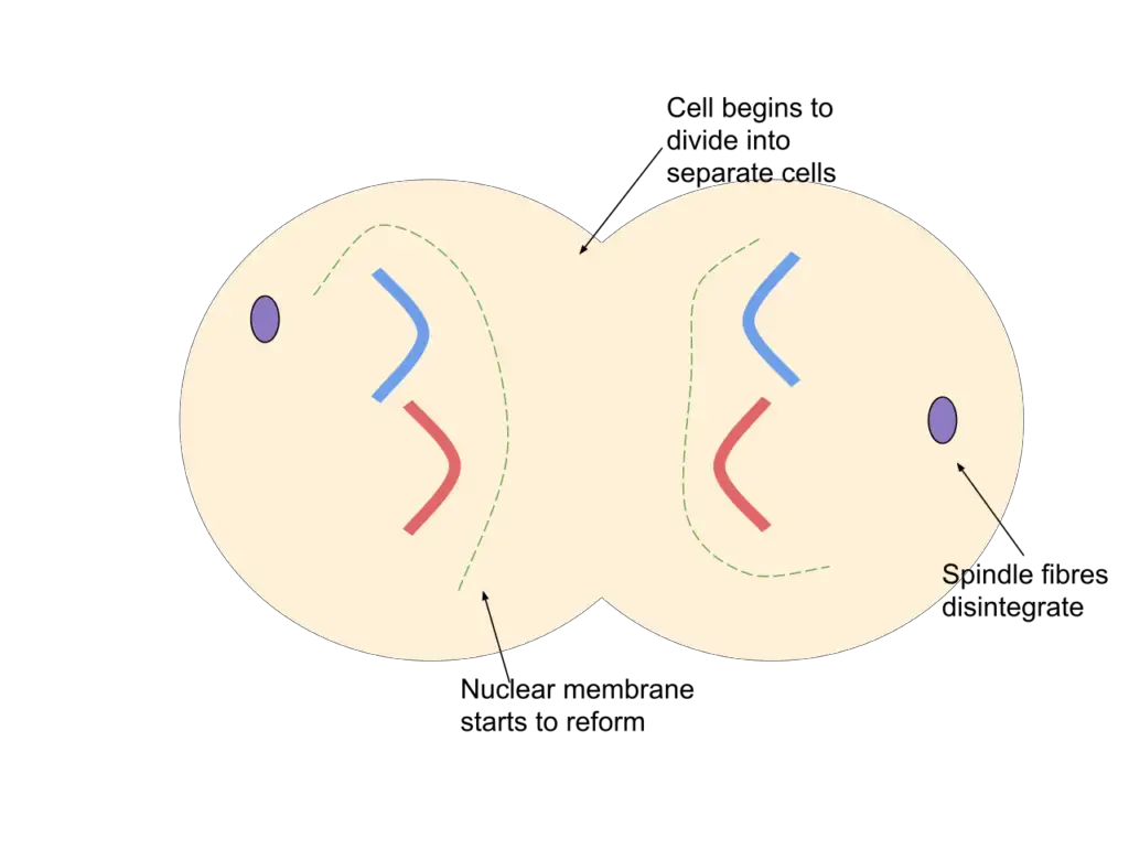 Telophase during mitosis
