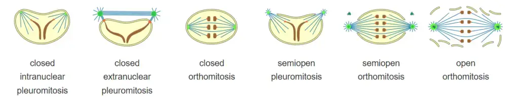 Forms of mitosis
