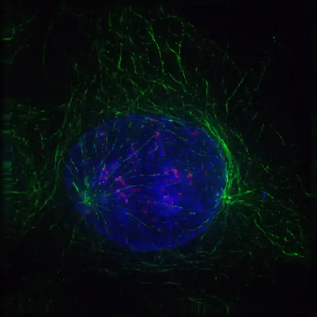 Early prophase: Polar microtubules, shown as green strands, have established a matrix around the currently intact nucleus, with the condensing chromosomes in blue. The red nodules are the centromeres.
