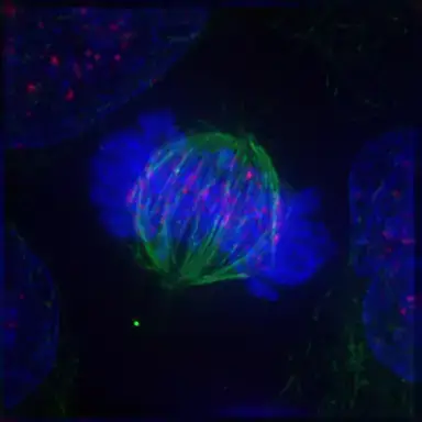 Metaphase: The centrosomes have moved to the poles of the cell and have established the mitotic spindle. The chromosomes have congressed at the metaphase plate.
