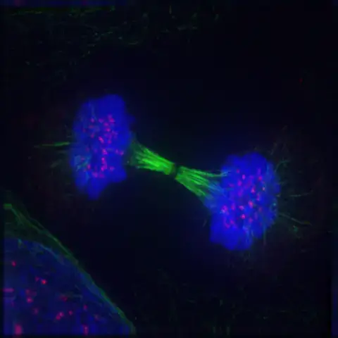 Telophase: Reversal of prophase and prometaphase events and thus completing the cell cycle.
