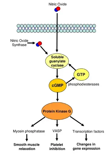 cGMP pathway steps 