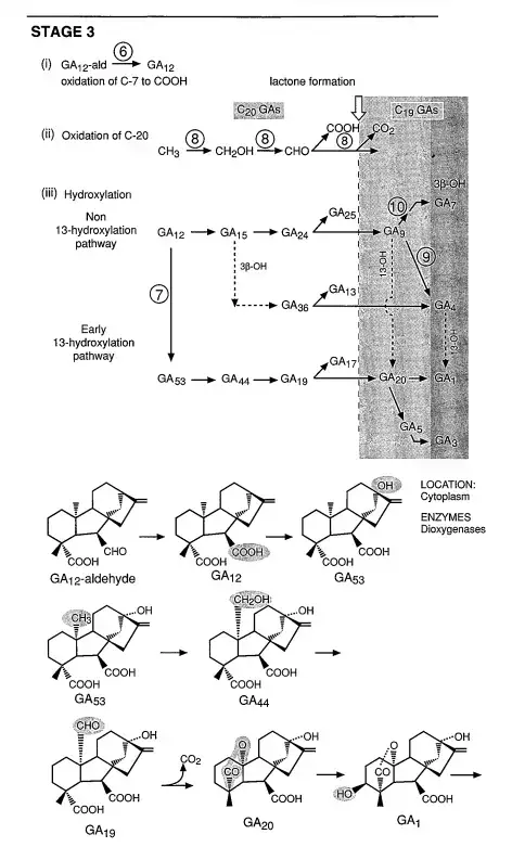 Biosynthesis of Gibberellin