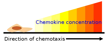 Diagram demonstrating the process of chemotaxis
