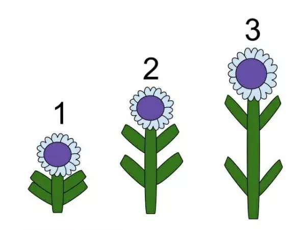 Stem Elongation and Other Functions