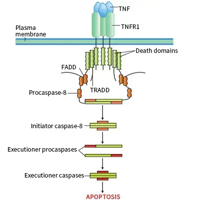 Extrinsic Pathway of Apoptosis
