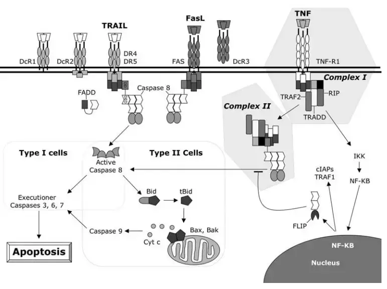 Extrinsic Pathway of Apoptosis
