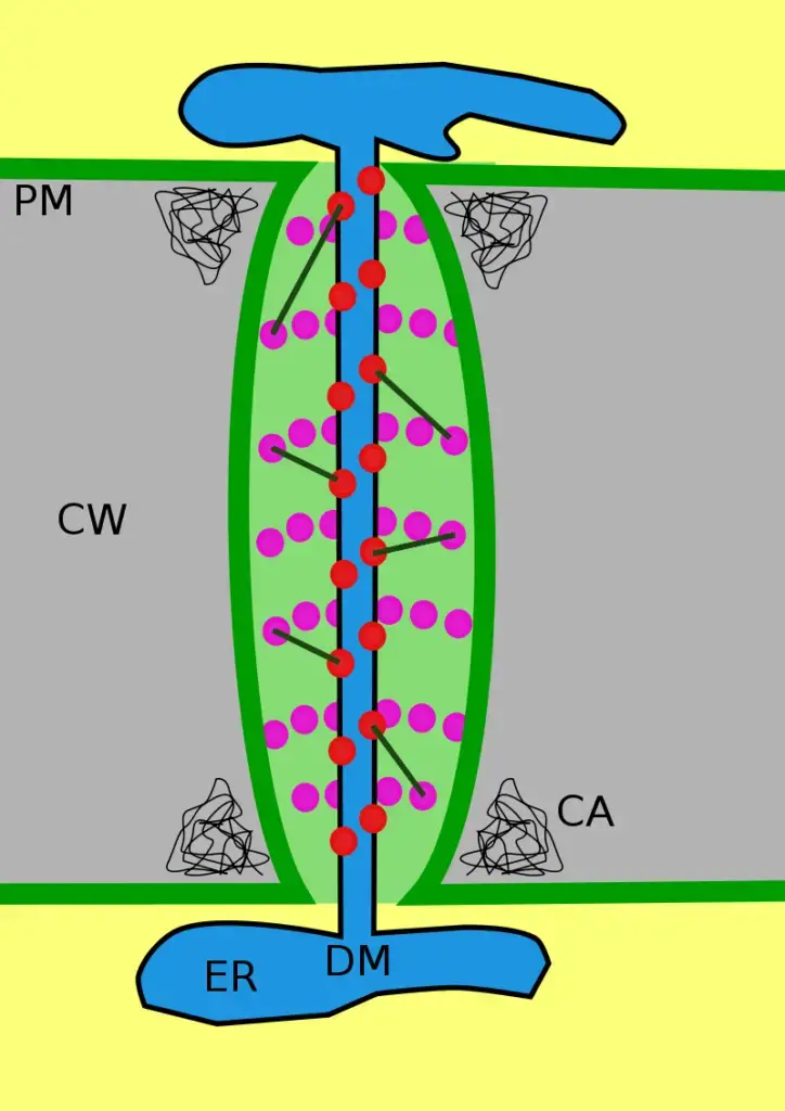 The structure of a primary plasmodesma. CW=cell wall, CA=callose, PM=plasma membrane, ER=endoplasmic reticulum, DM=desmotubule, Red circles=actin, Purple circles and spokes=other unidentified proteins 