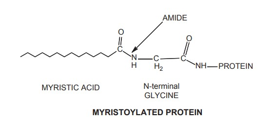 Myristoylated protein. Protein is N-myristoylated through an amide to its N-terminal glycine.
