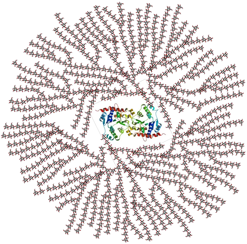 Schematic two-dimensional cross-sectional view of glycogen