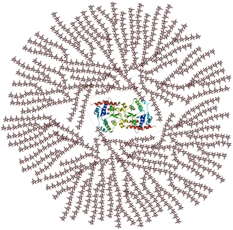 Schematic two-dimensional cross-sectional view of glycogen